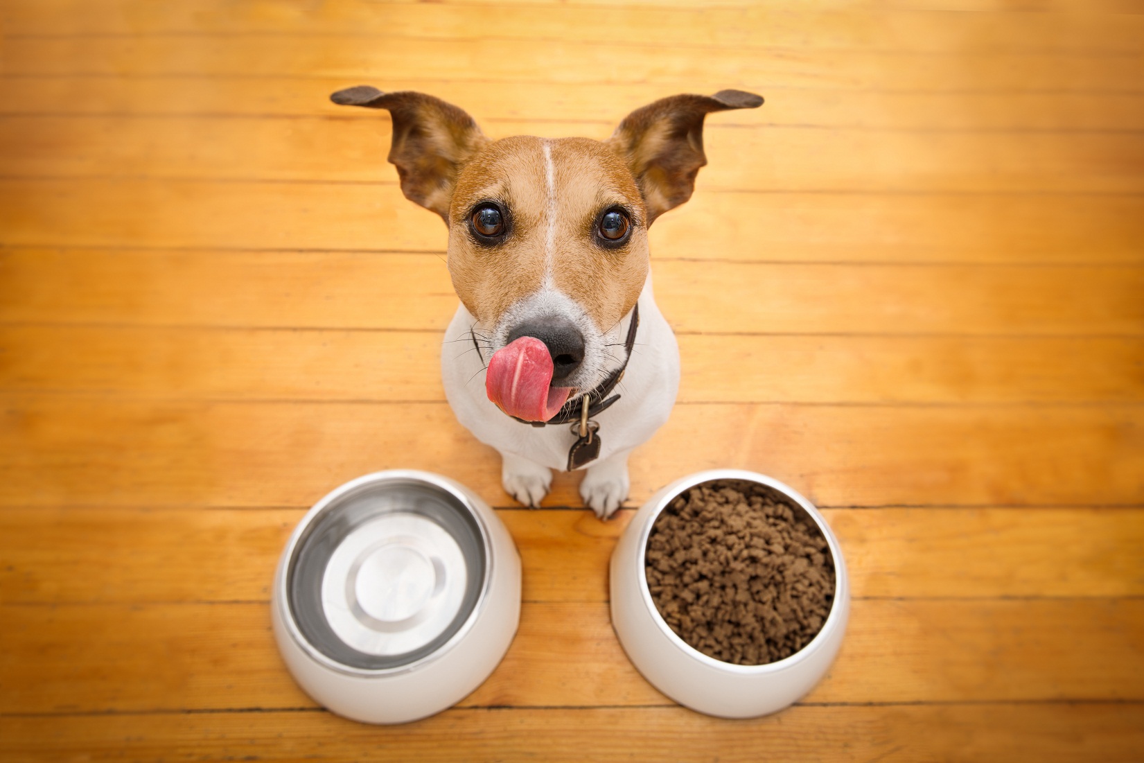 Pet Food & Animal Feed Ingredient Solutions